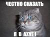   Gufi3334