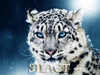 Аватар для Silact