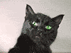 Аватар для WOT-CAT