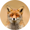   ProxyFoxy