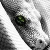   snake2s