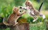   Alex_souer