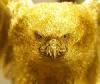   GoldenGroup
