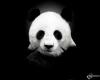   Panda29